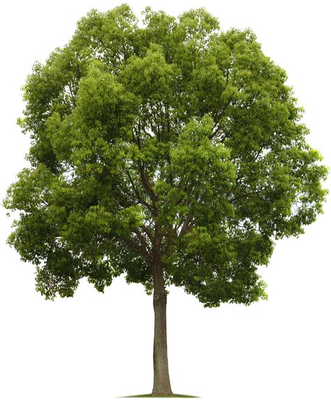 png tree